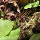 Image of Spider orchid