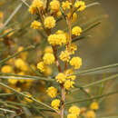 Image of Acacia euthycarpa (J. M. Black) J. M. Black