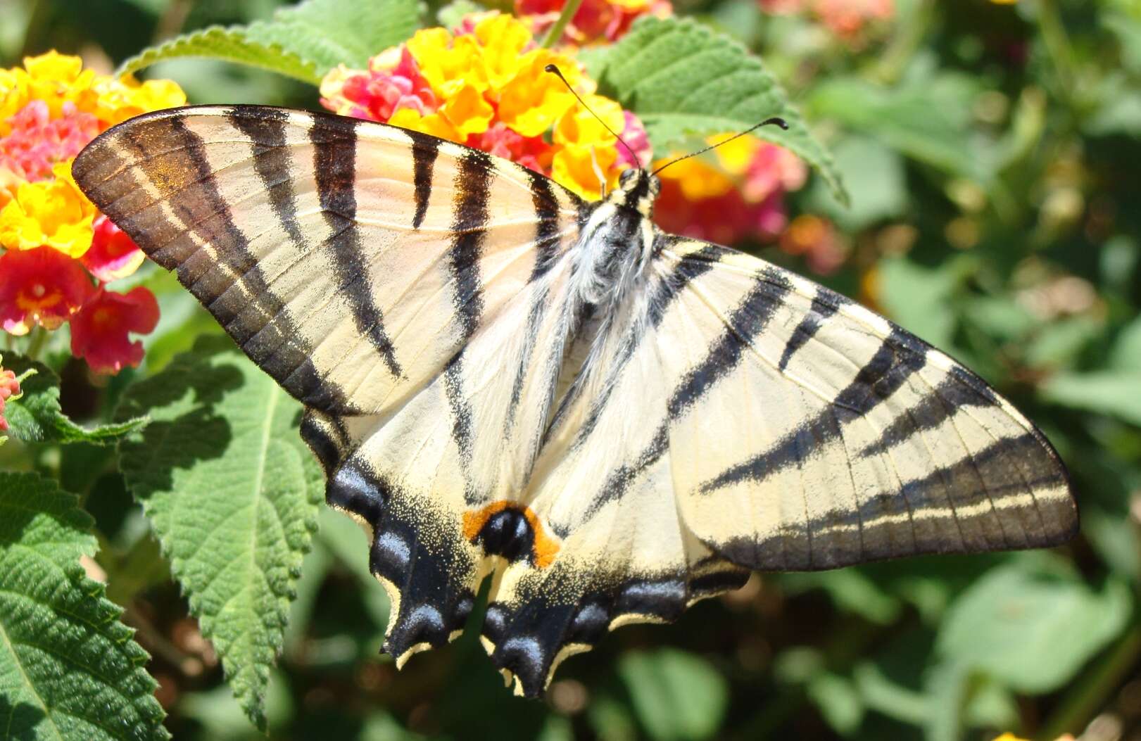 Image of Iphiclides