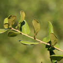 Слика од Quercus myrtifolia Willd.