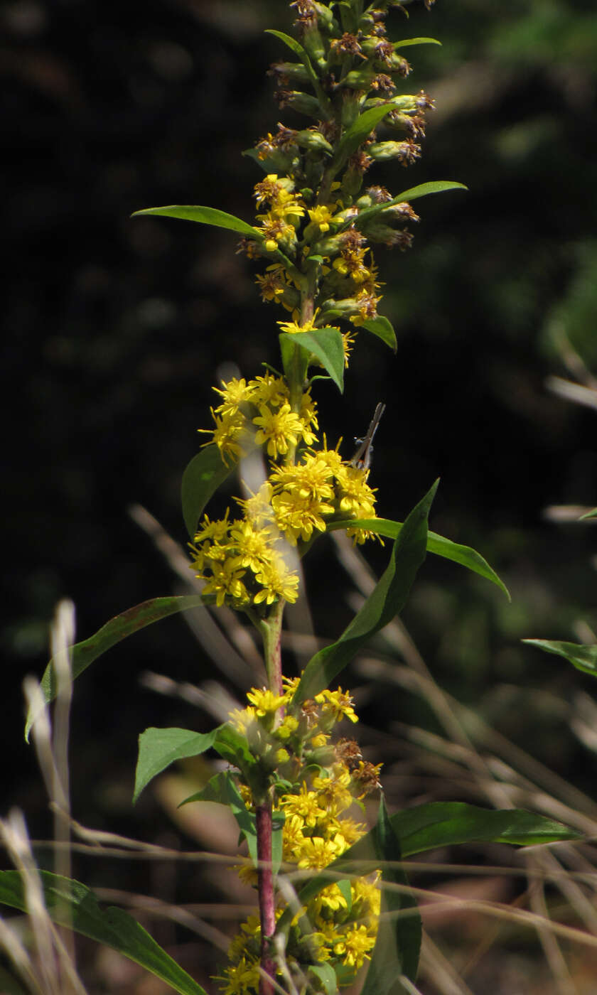 Solidago glomerata Michx. resmi