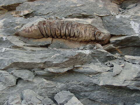 Image of trilobites