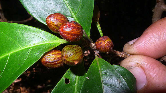 Image of Erythroxylum squamatum Sw.