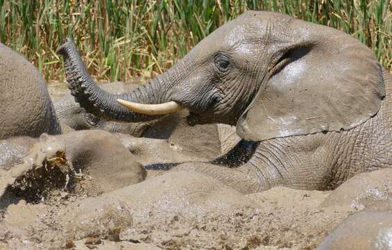 Image of African bush elephant