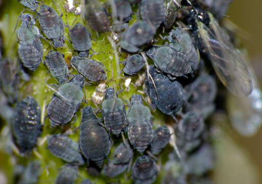 Image of Aphis