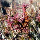 Sivun Richea gunnii Hook. fil. kuva