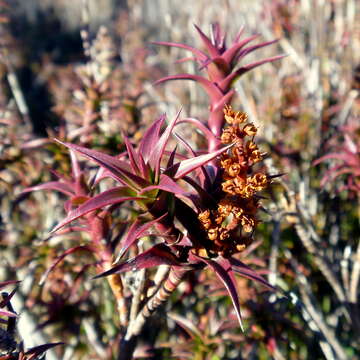 Image of Gunns richea