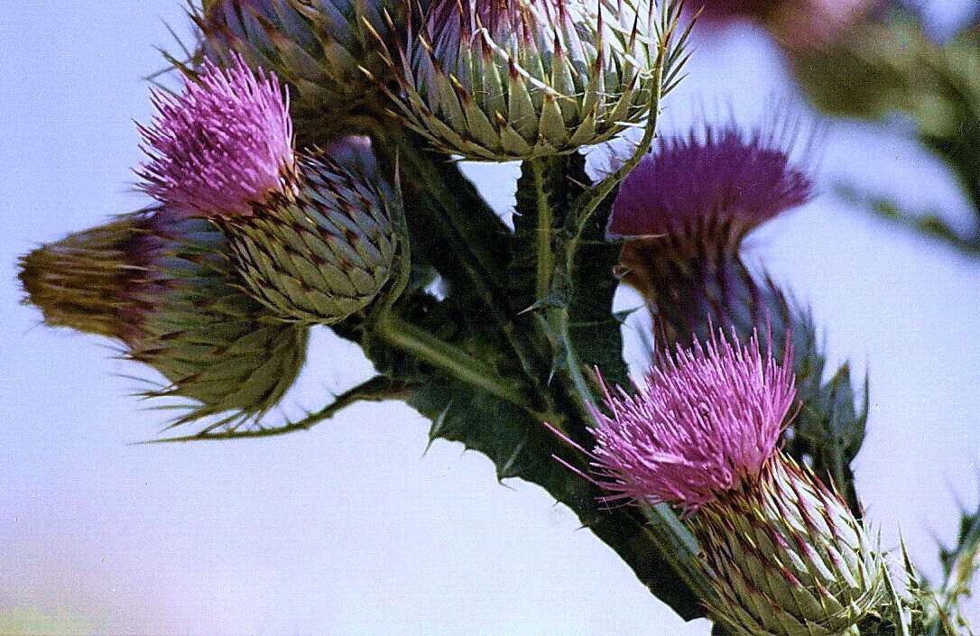 Image of cottonthistle