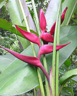 Image of Heliconia bourgaeana Petersen