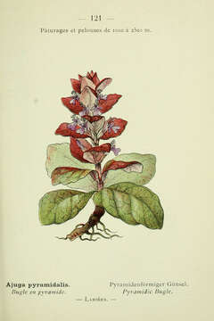 Image of Pyramidal Bugle