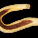 Image of Holothuria (Halodeima) nigralutea O'Loughlin ex O'Loughlin, Paulay, Vanden Spiegel & Samyn 2007