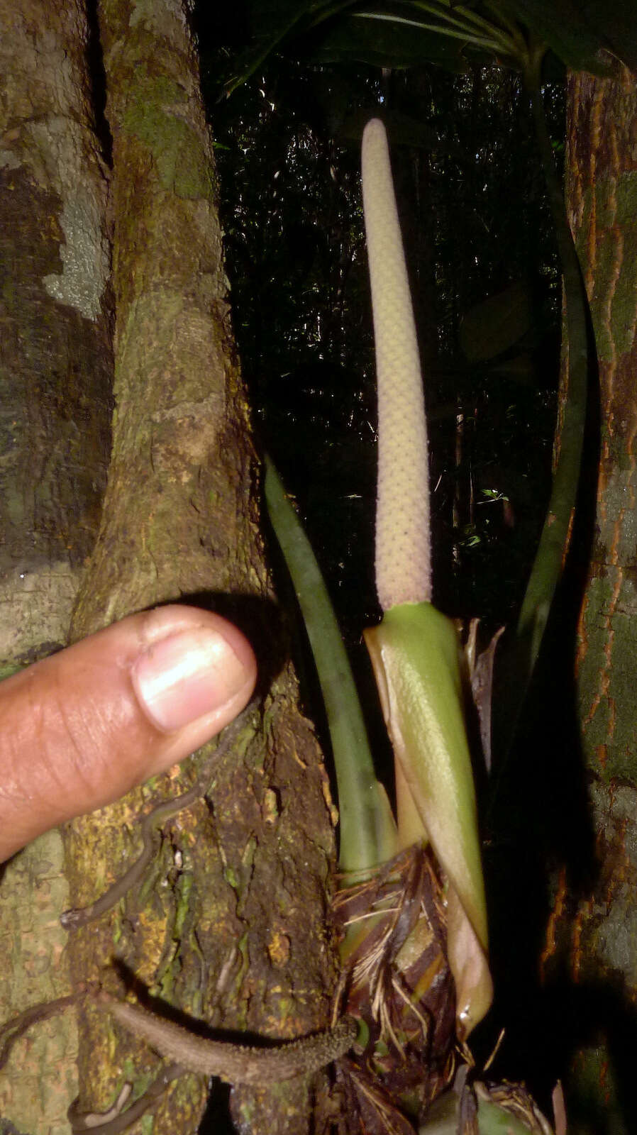 Image of Anthurium pentaphyllum (Aubl.) G. Don