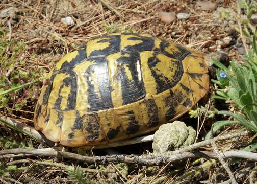 Image of Hermann's Tortoise