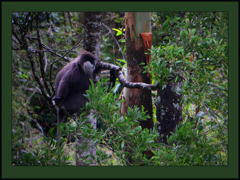 Image of Purple-faced langur