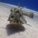 Image of Humpback Turretfish