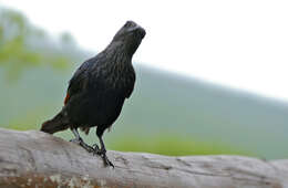 Image of Red-winged Starling