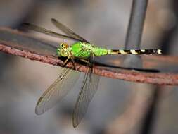 Image of Pondhawks