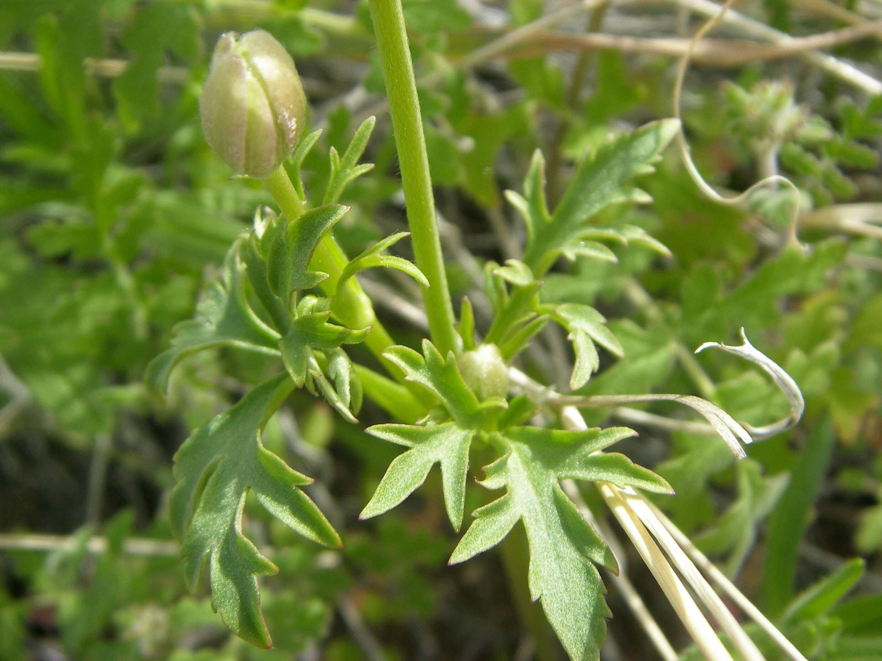 Image of tuber anemone