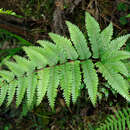 Image of Pteris normalis D. Don