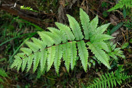 Image of Pteris normalis D. Don