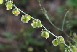 Image of Rumex induratus Boiss. & Reuter