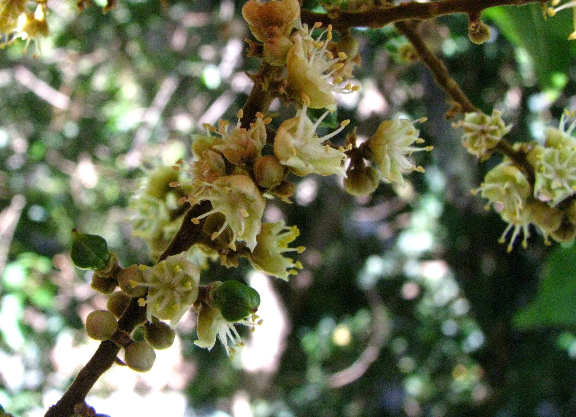 Image of Sapindus oahuensis Hillebr.