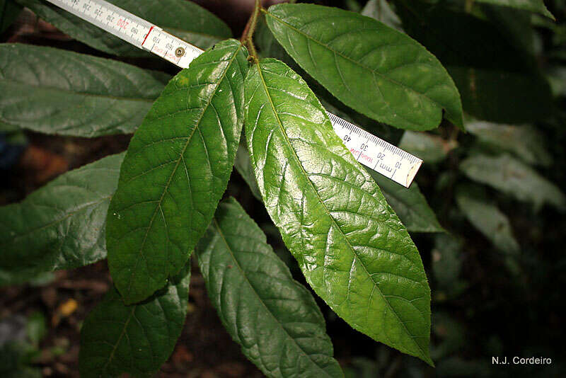 Image of bark cloth tree