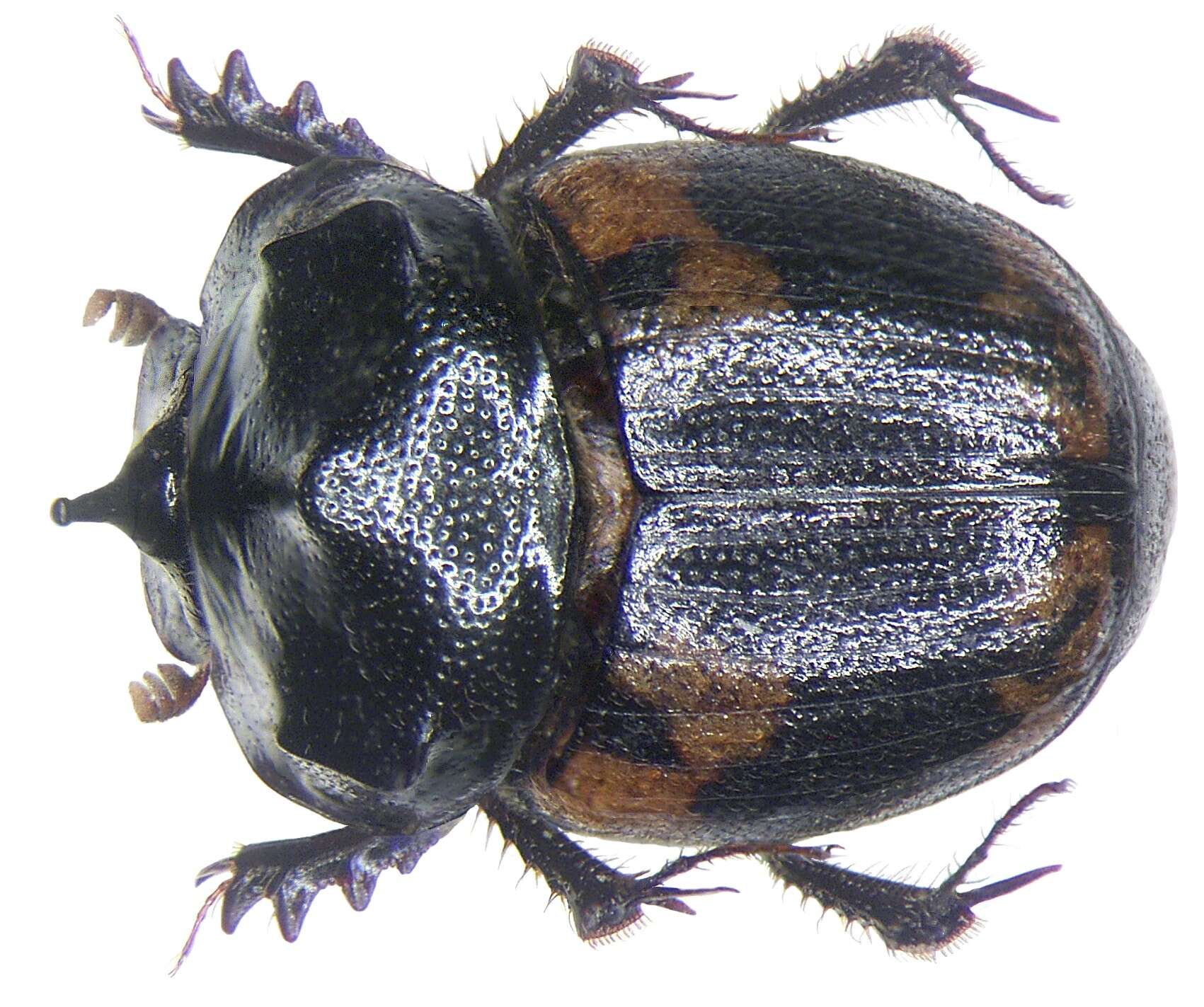 Image of Onthophagus (Paraphanaeomorphus) bifasciatus (Fabricius 1781)