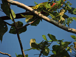 Image of balsa tree