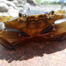 Image of Common shore crab