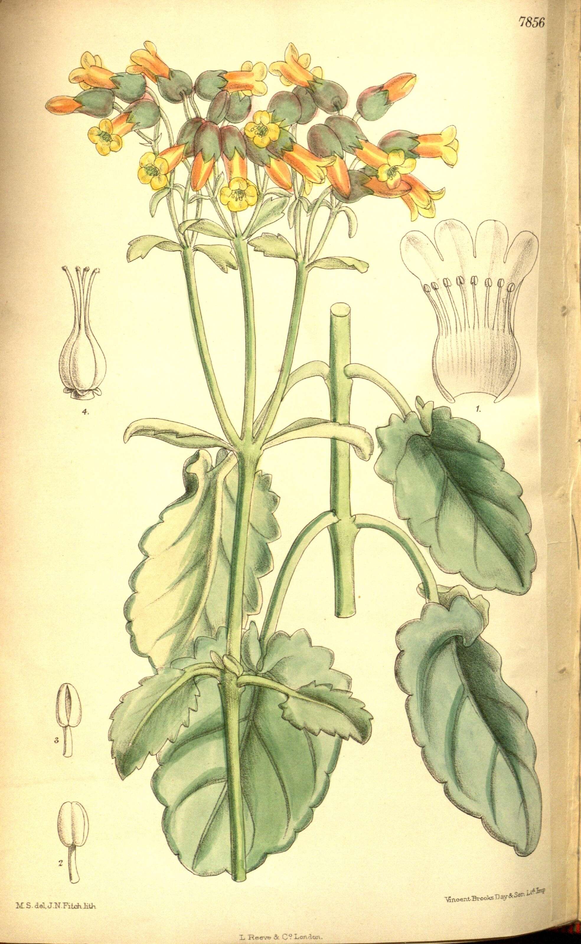 Image of Bryophyllum Kahl 1931