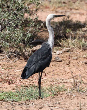 Image of Pacific Heron