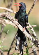 Image of woodhoopoes