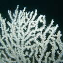 Image of Broad Sea Fan