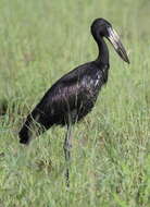 Image of Openbill stork