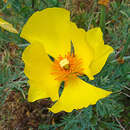 Image of Mexican tulip poppy