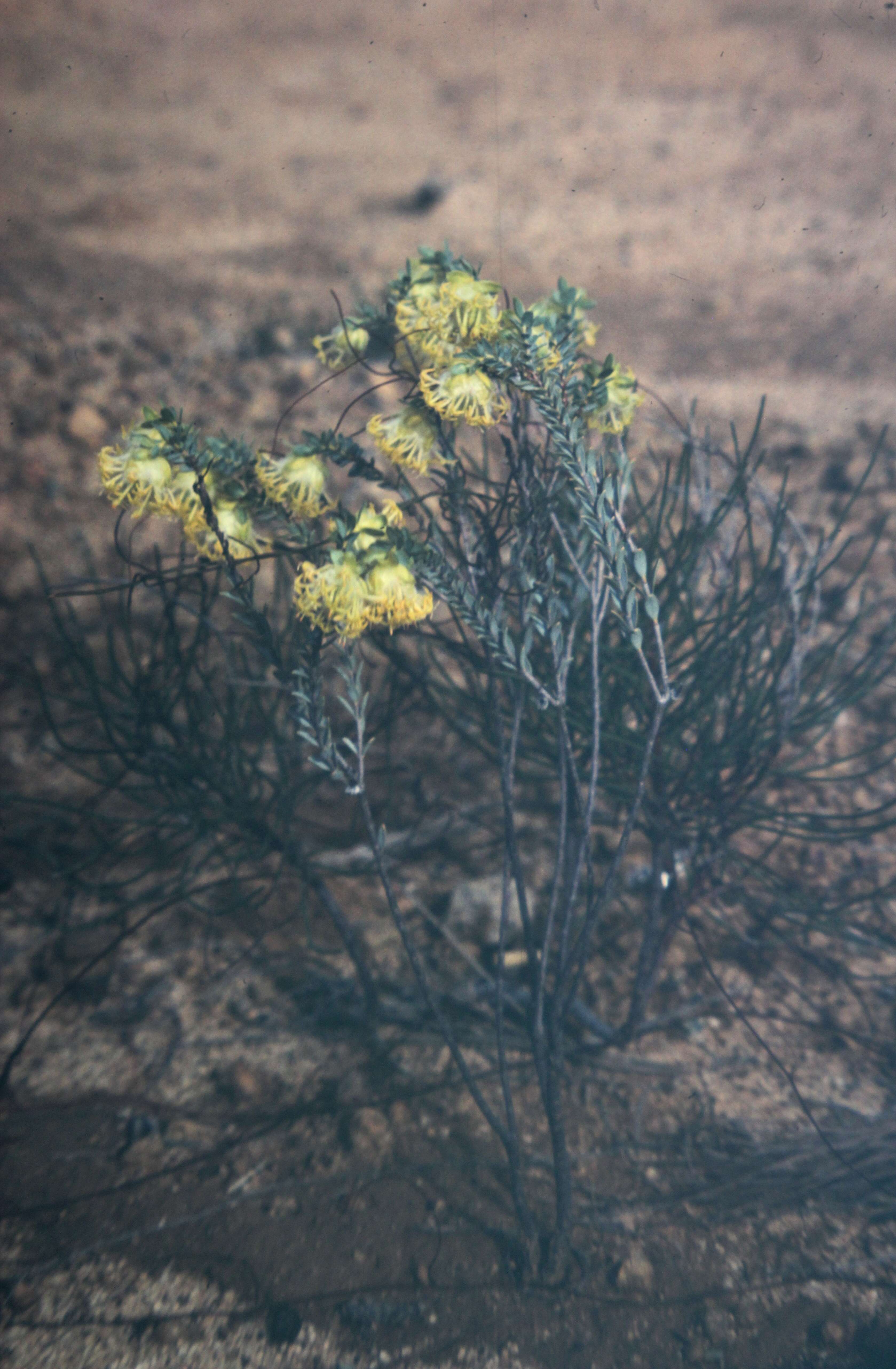 Image of Pimelea suaveolens Meissn.