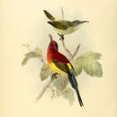 Imagem de Aethopyga gouldiae dabryii (Verreaux & J 1867)