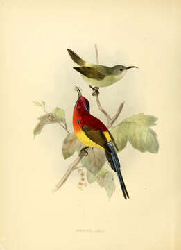 Image de Aethopyga gouldiae dabryii (Verreaux & J 1867)