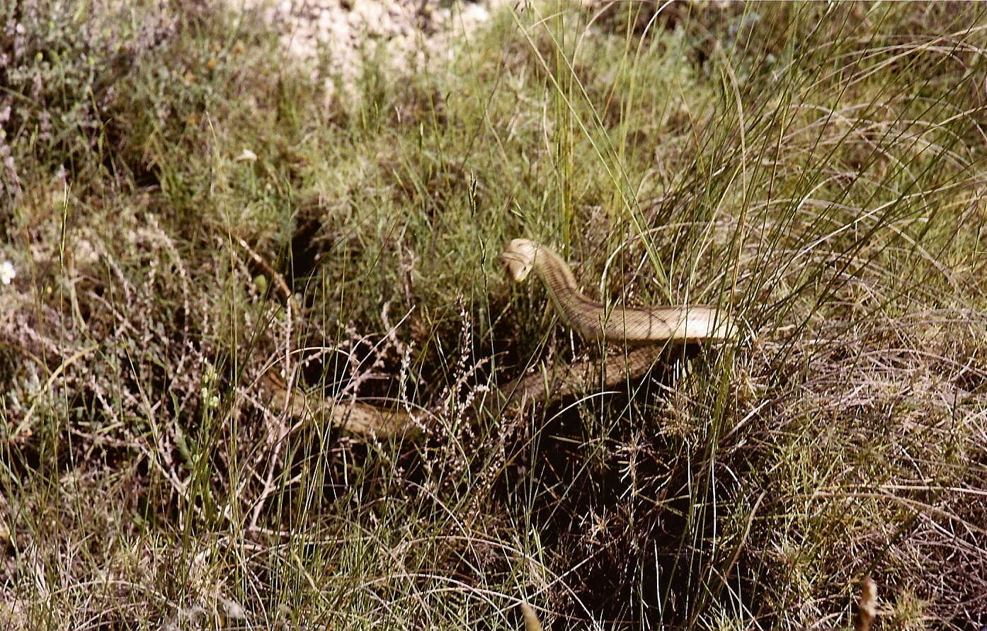 Image of Ladder Snakes