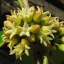 Peplonia bradeana (Fontella & E. A. Schwarz) Fontella & Rapini resmi