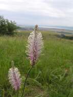 Image of Hoary Plantain