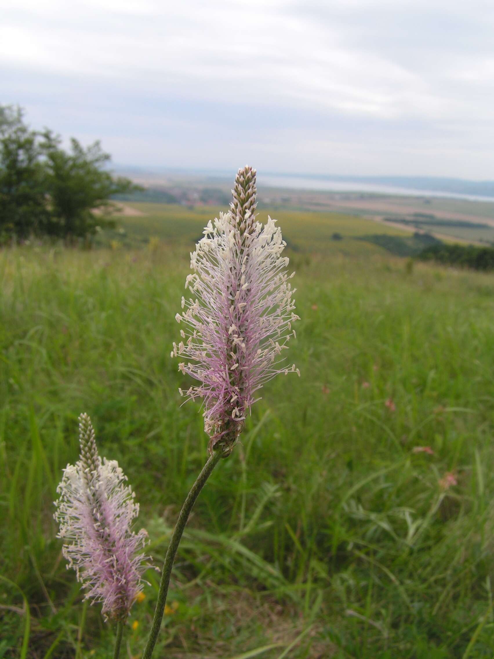 Image of Hoary Plantain