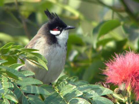 Image of Red-whiskered Bulbul