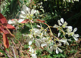 Imagem de Euphorbia leucocephala Lotsy