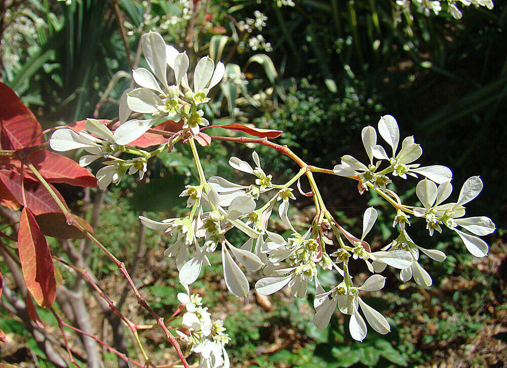 Sivun Euphorbia leucocephala Lotsy kuva