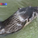 Image of Indian Smooth-coated Otter