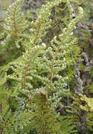 Image of Myriopteris myriophylla (Desv.) J. Sm.