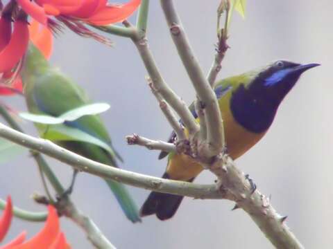 Image of Orange-bellied Leafbird