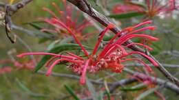 Image of Red Spider Flower